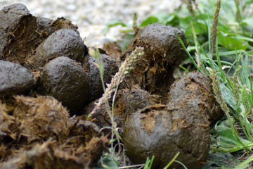 Gorilla Poop